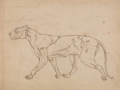 Vergleichende anatomische Darstellung der Struktur des menschlichen Körpers mit der eines Tigers und einer Kuh von George Stubbs